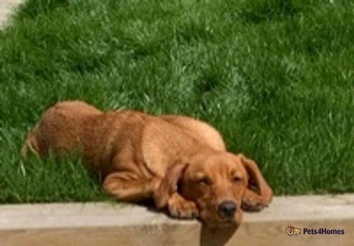 Labrador Retriever Pups looking for Loving homes for sale in Talygarn, Pontyclun - Image 3