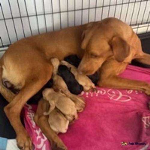 Labrador Retriever Pups looking for Loving homes for sale in Talygarn, Pontyclun - Image 4