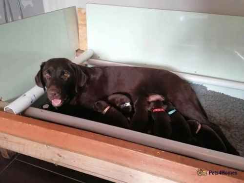 KC registered show type chocolate labrador puppies for sale in Carr Gate, Wakefield - Image 1