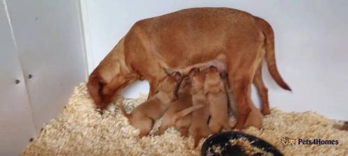 licensed breeder has fox red labradoor puppies for sale in Royal Leamington Spa, Warwickshire - Image 2