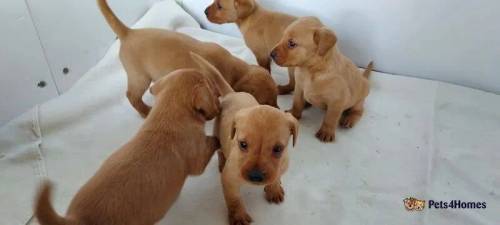 licensed breeder has fox red labradoor puppies for sale in Royal Leamington Spa, Warwickshire - Image 4