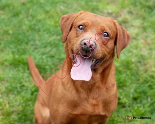 KC reg Fox red labrador male puppy RdyNow for sale in Redmere, Ely - Image 2