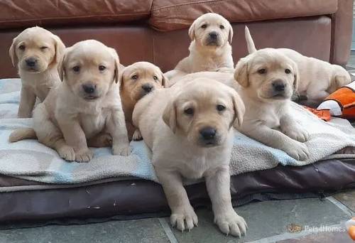 Gorgeous, family nurtured Labrador puppies for sale in Clyst St George, Devon - Image 2