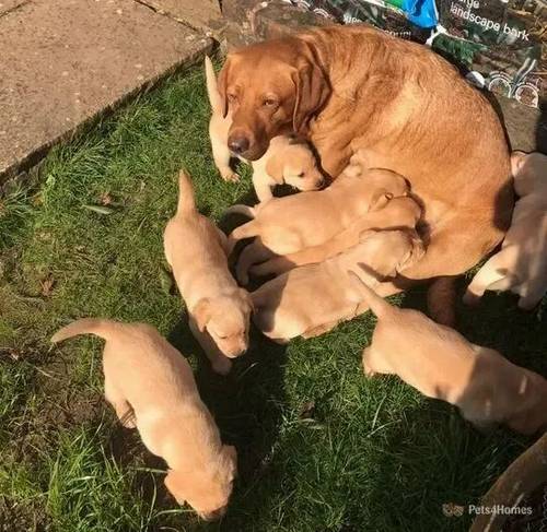 Gorgeous, family nurtured Labrador puppies for sale in Clyst St George, Devon - Image 3