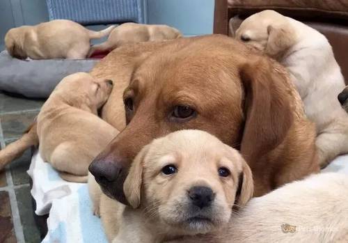 Gorgeous, family nurtured Labrador puppies for sale in Clyst St George, Devon - Image 4