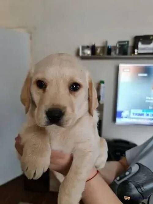 Labrador puppies **2 BOYS LEFT** price drop now for sale in Bedford, Greater Manchester - Image 1