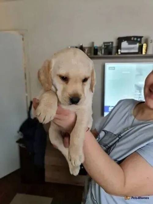 Labrador puppies **2 BOYS LEFT** price drop now for sale in Bedford, Greater Manchester - Image 3