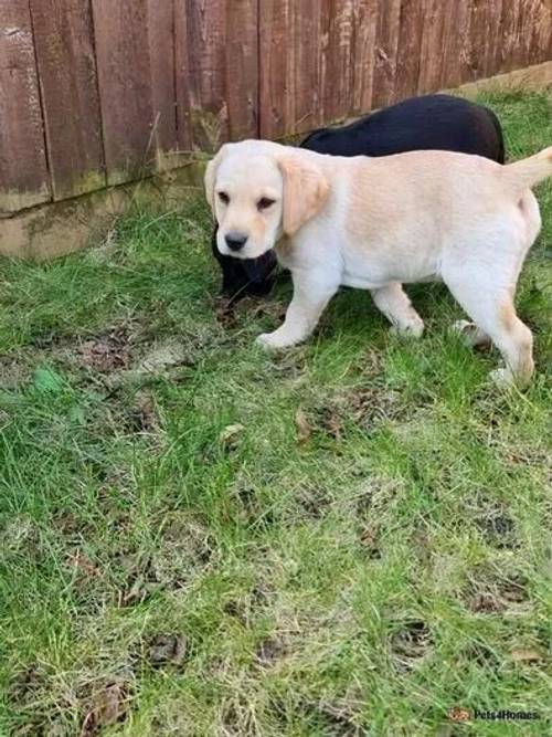 Labrador puppies **2 BOYS LEFT** price drop now for sale in Bedford, Greater Manchester - Image 4