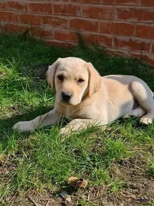 Labrador puppies **2 BOYS LEFT** price drop now for sale in Bedford, Greater Manchester - Image 5