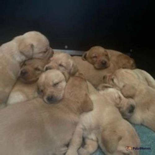 outstanding working fox red & yellow Labrador pup for sale in Michelmersh, Romsey - Image 2