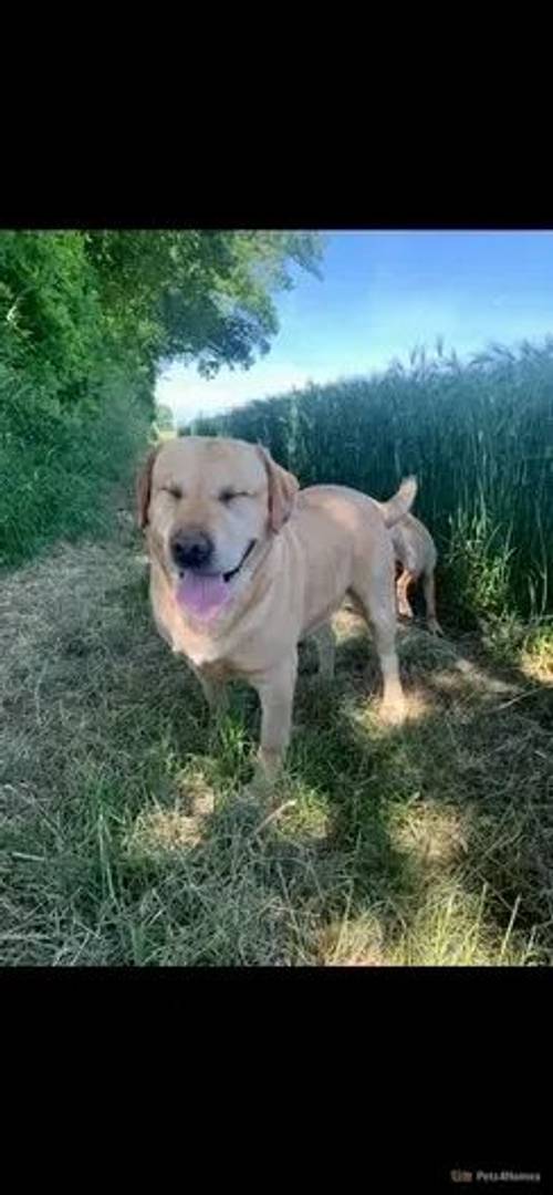 Pedigree kc labrodour for sale in Selby Common, Selby - Image 3