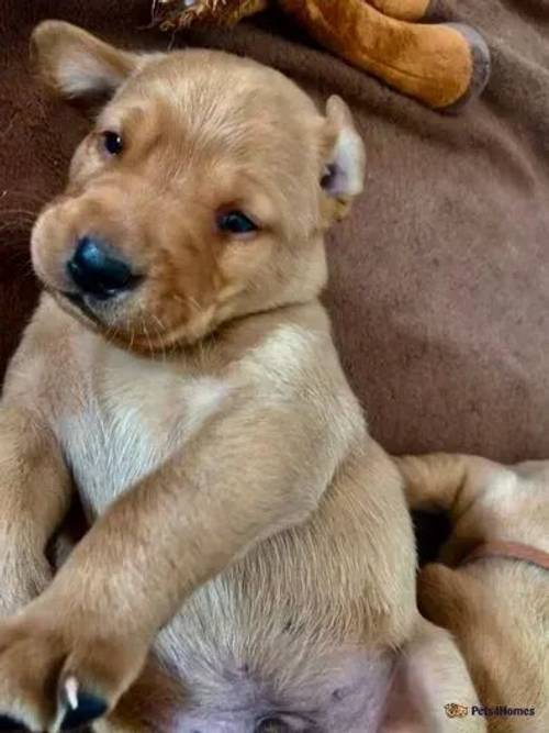 Fox Red Labrador Puppies for sale in Droomer, Windermere - Image 3