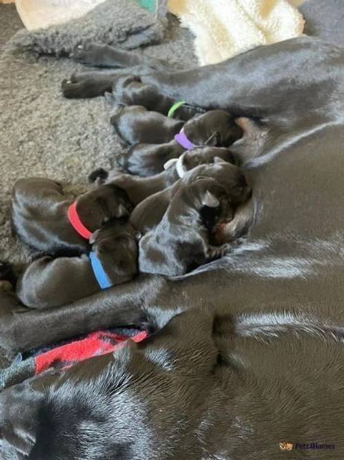 *1 girl left* KC Reg 5 Gen Pedigree Black Labs for sale in Carrington, Nottinghamshire - Image 4