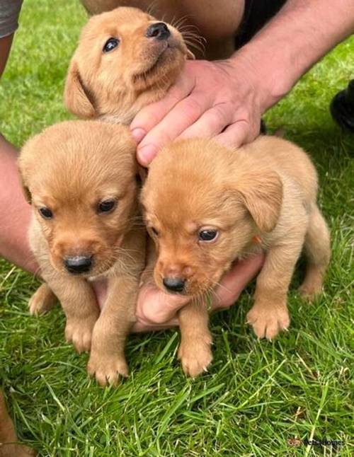 Adorable Yellow and Red Fox Pups for Loving Homes for sale in Sutton Montis, Somerset - Image 3