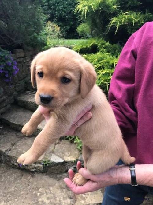 Adorable Yellow and Red Fox Pups for Loving Homes for sale in Sutton Montis, Somerset - Image 5