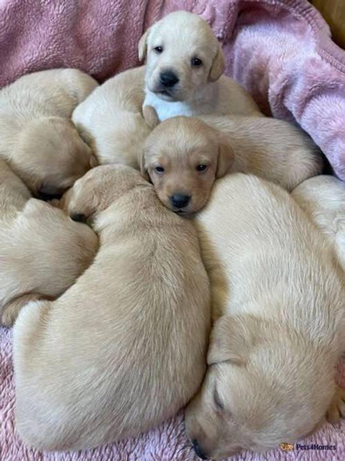 KC Reg DNA Tested red and yellow Labrador puppies for sale in Hetton, North Yorkshire - Image 1