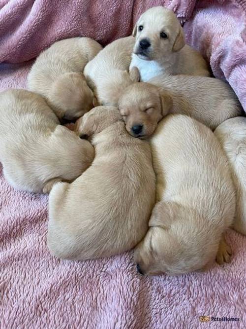 KC Reg DNA Tested red and yellow Labrador puppies for sale in Hetton, North Yorkshire - Image 2