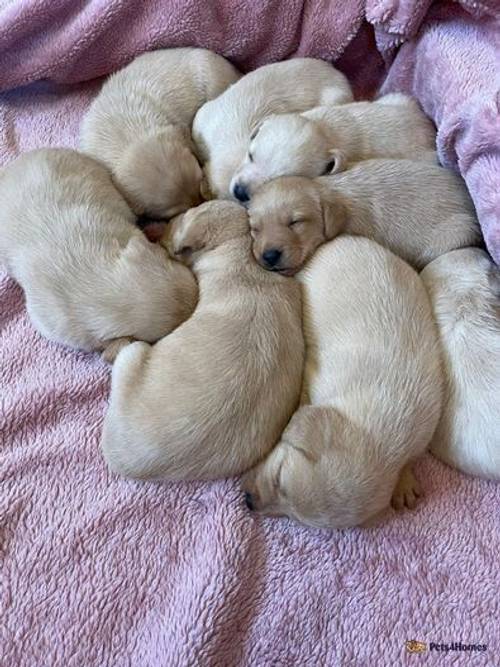 KC Reg DNA Tested red and yellow Labrador puppies for sale in Hetton, North Yorkshire - Image 3