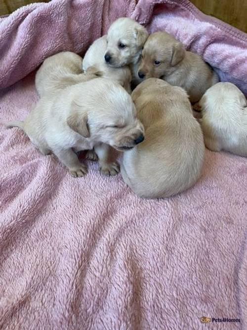 KC Reg DNA Tested red and yellow Labrador puppies for sale in Hetton, North Yorkshire - Image 5