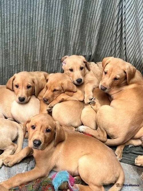 Red fox dad and golden mum puppies for sale in Blackweir, Cardiff - Image 1