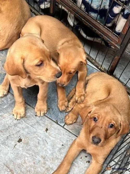 Red fox dad and golden mum puppies for sale in Blackweir, Cardiff - Image 2