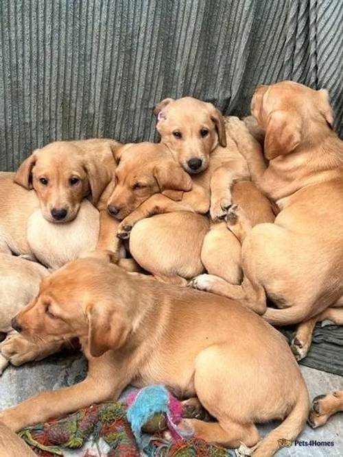 Red fox dad and golden mum puppies for sale in Blackweir, Cardiff - Image 3