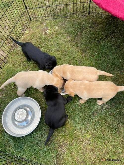 Lovely litter of KC registered labradors for sale in Stibbard, Norfolk - Image 1