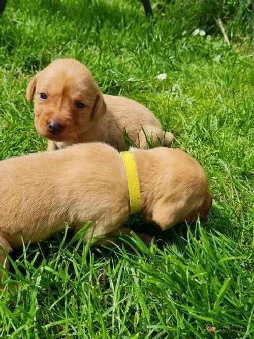 Fox Red Labrador Pups for sale in Forres, Moray - Image 1