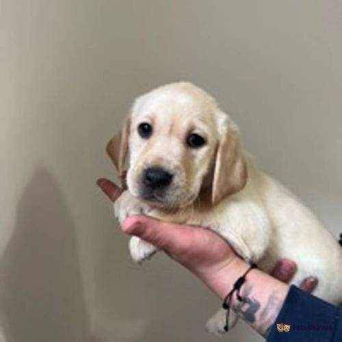 Labrador puppies- Ready soon! for sale in Techno Trading Estate, Swindon - Image 2