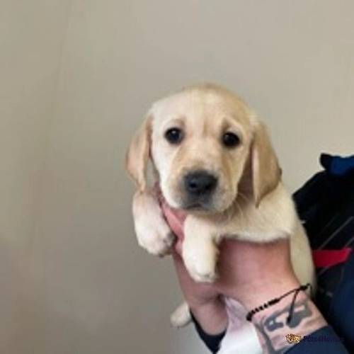 Labrador puppies- Ready soon! for sale in Techno Trading Estate, Swindon - Image 3
