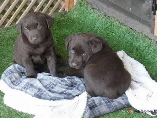 Chocolate Labrador Puppies for sale in Fareham, Hampshire - Image 1