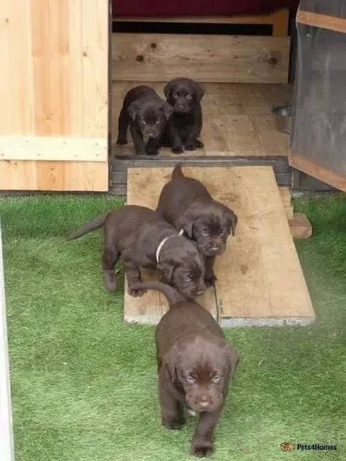 Chocolate Labrador Puppies for sale in Fareham, Hampshire - Image 4