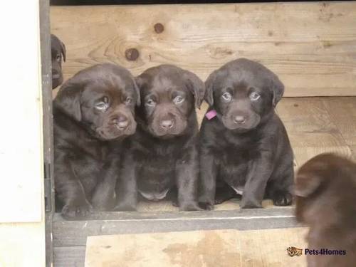 Chocolate Labrador Puppies for sale in Fareham, Hampshire - Image 5