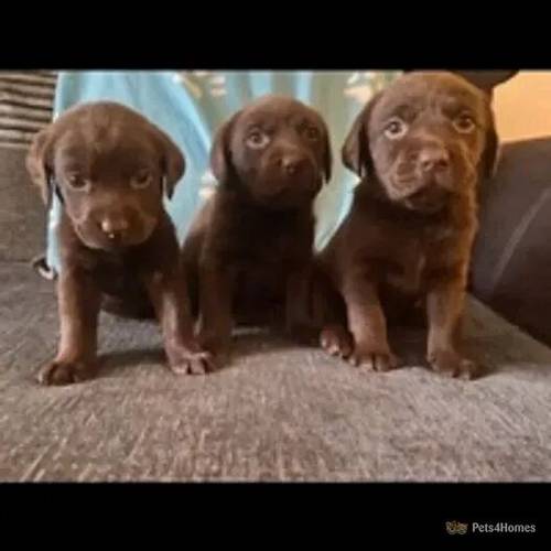 KC Registered Labrador Puppies for sale in Chatteris, Cambridgeshire - Image 1