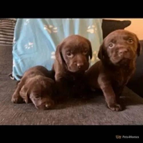 KC Registered Labrador Puppies for sale in Chatteris, Cambridgeshire - Image 3