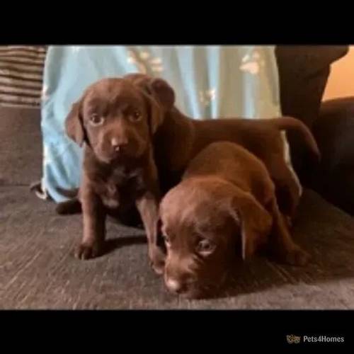 KC Registered Labrador Puppies for sale in Chatteris, Cambridgeshire - Image 4