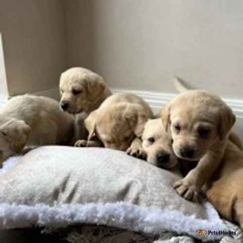 6 chunky golden/yellow Labrador puppies for sale in Tudhoe Village, Spennymoor - Image 1