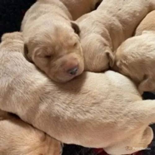 Kc reg yellow Labrador puppies for sale in Skutterskelfe, Yarm - Image 4