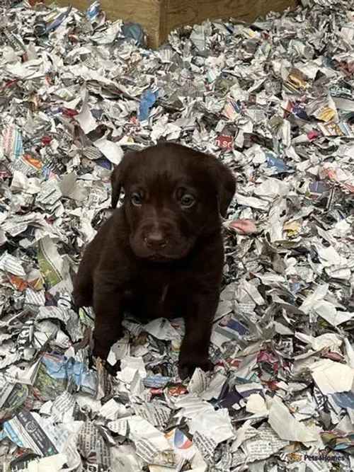 Chocolate labradors for sale in Ladbroke, Southam - Image 1