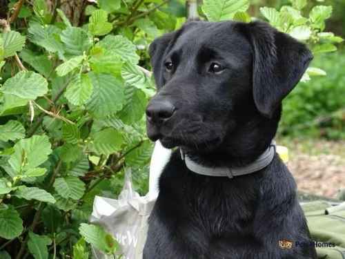 Beautiful labradors 2 black & 1 golden boys left for sale in Great Melton, Norwich - Image 1