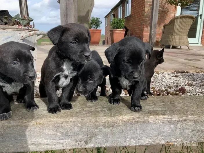 Labraheeler dog sales