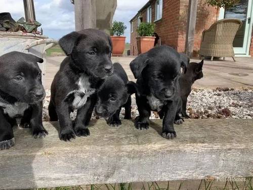 GORGEOUS LABRAHEELERS Ready now for sale in Stoke on Tern, Shropshire - Image 1