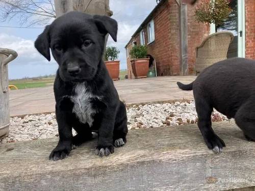 GORGEOUS LABRAHEELERS Ready now for sale in Stoke on Tern, Shropshire - Image 4