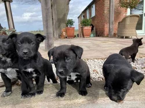 GORGEOUS LABRAHEELERS Ready now for sale in Stoke on Tern, Shropshire - Image 5