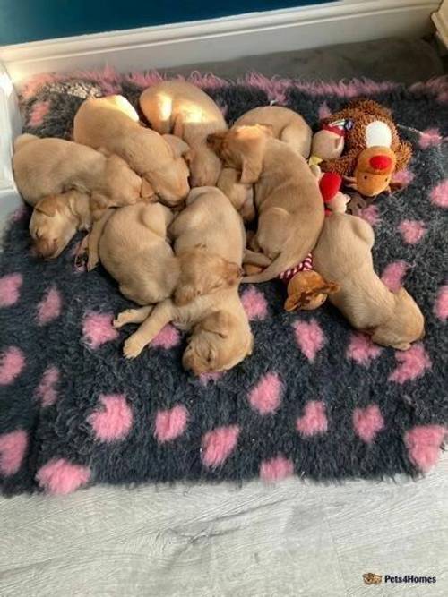 Beautiful litter of fox red Labrador's for sale in Leatherhead, Surrey - Image 1