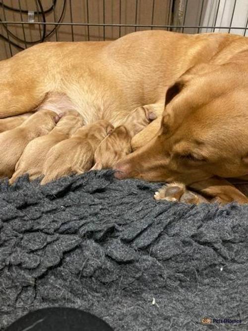 Beautiful litter of fox red Labrador's for sale in Leatherhead, Surrey - Image 2