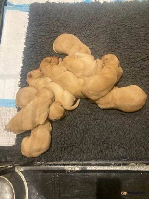 Beautiful litter of fox red Labrador's for sale in Leatherhead, Surrey - Image 4