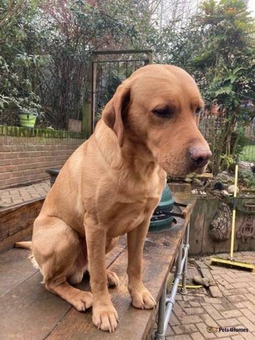 Beautiful litter of fox red Labrador's for sale in Leatherhead, Surrey - Image 5