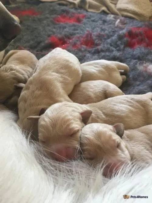 A litter of Labrador Puppies for sale in Cropwell Butler, Nottinghamshire - Image 1