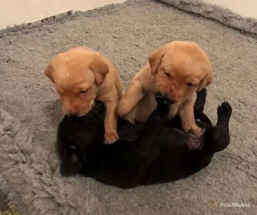 Beautiful KC reg Labrador Retriever pups. for sale in Ivybridge, Devon - Image 1